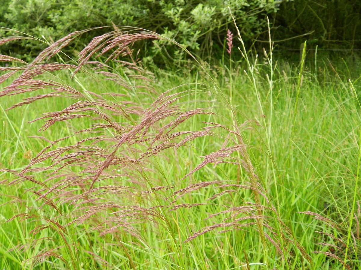 Agrostis Canina, Velvet Bentgrass